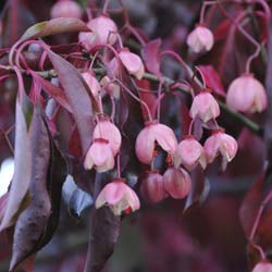 Euonymus grandiflorus rubra